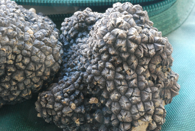 Tuber aestivum